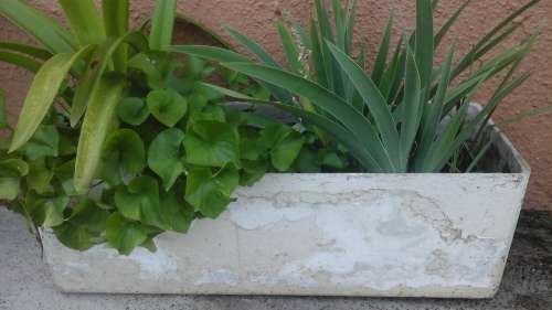 AN AWESOME RECTANGULAR  POT PLANT. COMES WITH VARIOUS PLANTS . FANTASTIC PIECE!