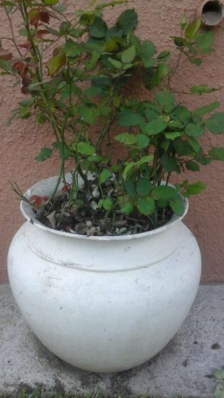 TERRIFIC CEMENT FIBRE  POT PLANT. COMES WITH ROSES. FANTASTIC PIECE!