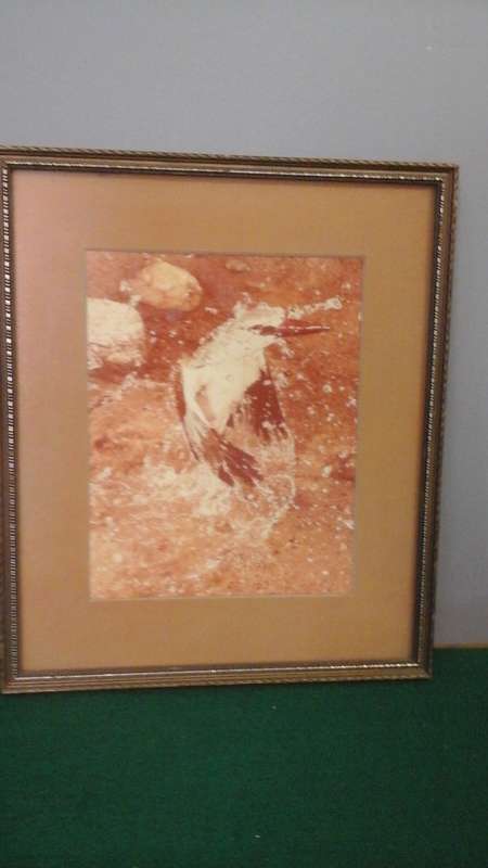 STUNNING VINTAGE FRAMED PRINT/ PHOTOGRAPH OF A BIRD FLYING OUT THE WATER. ABSOLUTELY BEAUTIFUL PIECE
