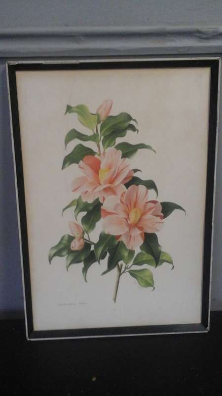 STUNNING FRAMED CAMELLIA JAPONICA TRICOLOR PRINT. SIGNED PAUL JONES. GORGEOUS PIECE!