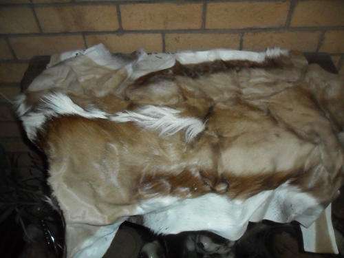 Sprongbok skin treated