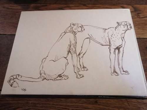 DRAWN FROM LIFE -  A Portfolio of Wildlife drawings by Zakkie Eloff
