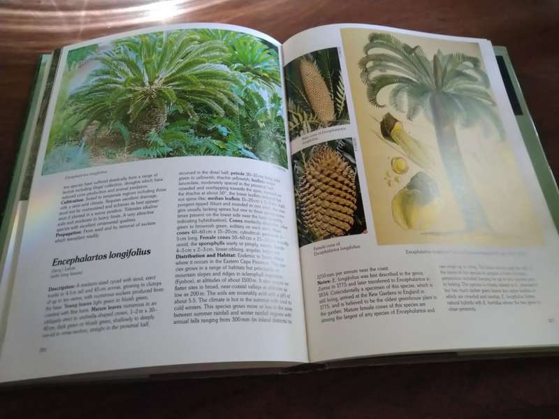 CYCADS OF THE WORLD: Ancient Plants in Today's Landscape - David L Jones