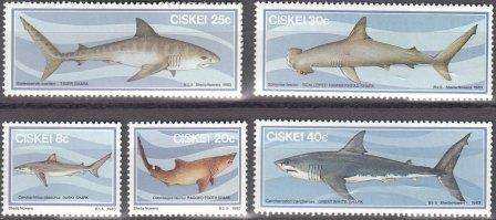 Ciskei um 1983 Sharks
