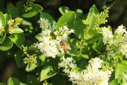Propolis