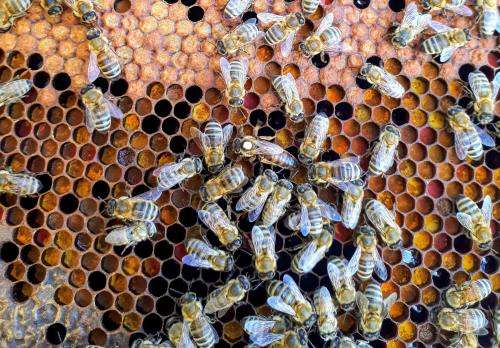 Propolis