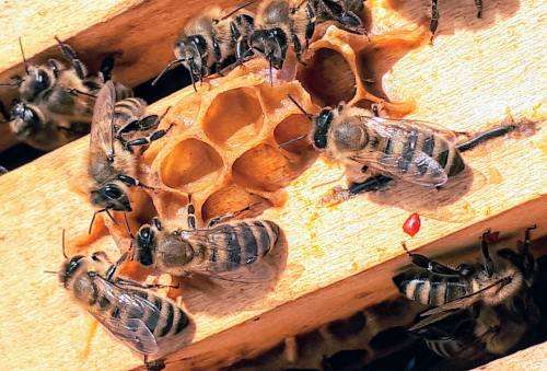 Propolis
