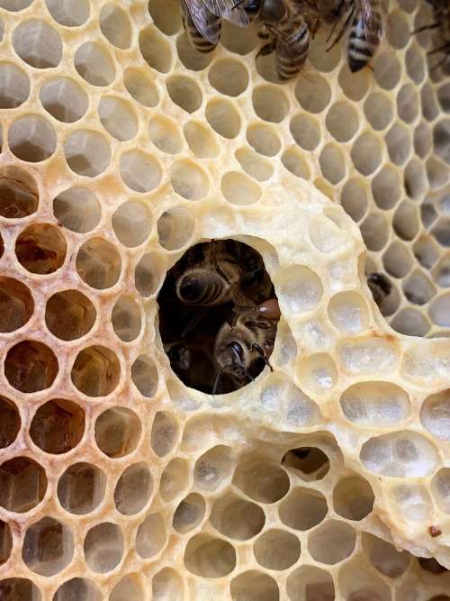 Propolis