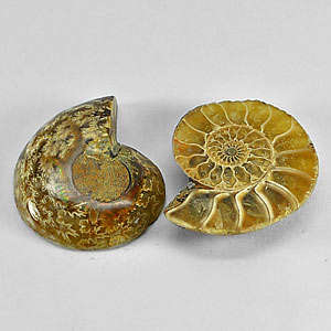 PERFECT AMMONITE  (69.61 Ct)