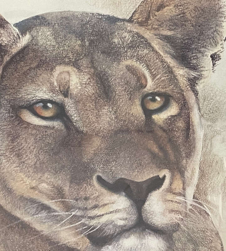 Joan Beuche Lioness Print (1993) - Signed, Framed, 69.5cm x 53cm