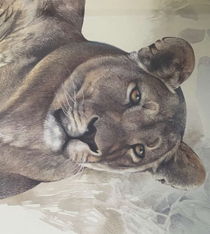Joan Beuche Lioness Print (1993) - Signed, Framed, 69.5cm x 53cm
