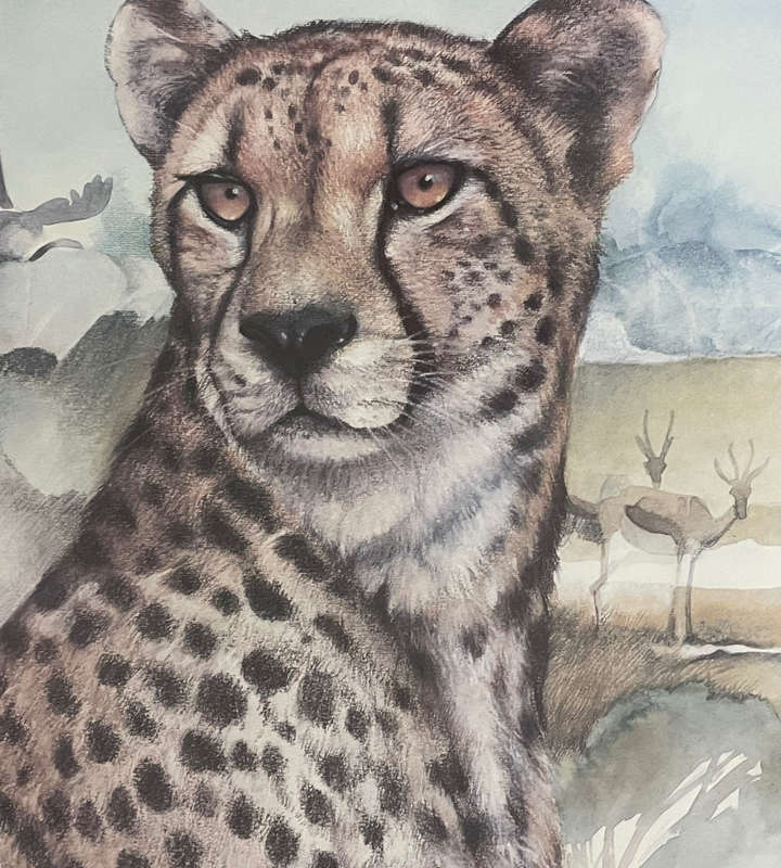 Joan Beuche Cheetah Print (1993) - Signed, Framed, 69.5cm x 53cm