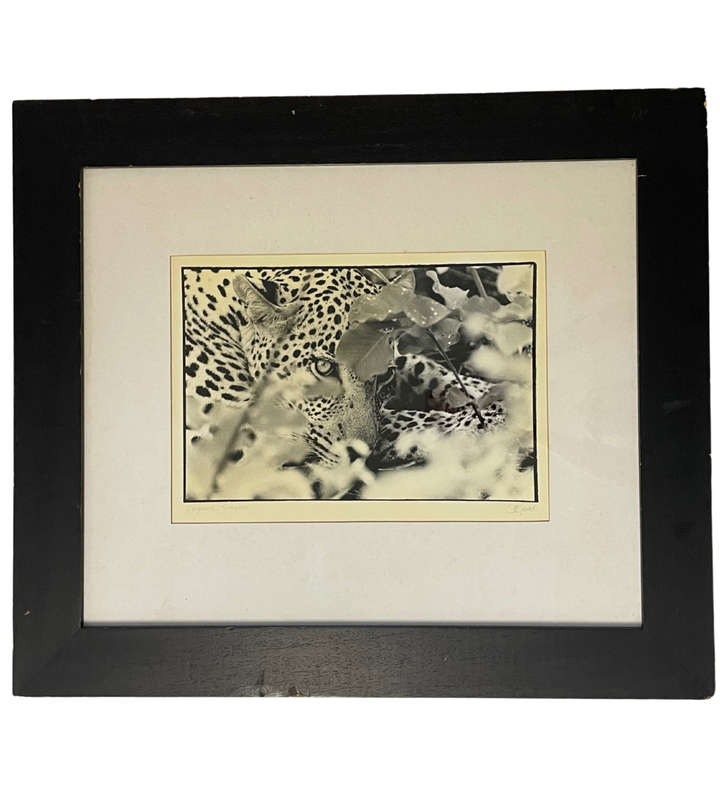 Signed Photograph "Big Cat Country: The Leopard of Singita Sabi Sand" by D. Good  Vintage, Framed