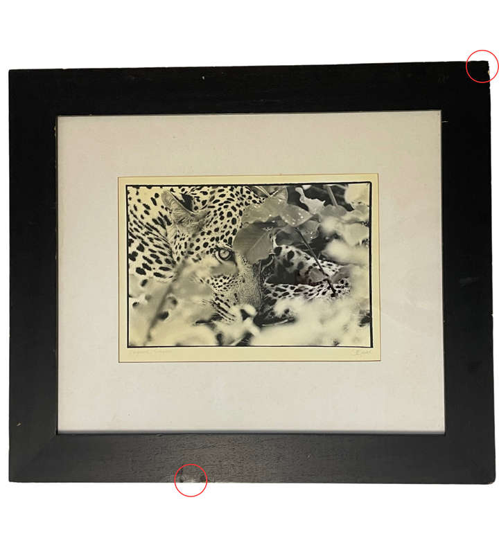 Signed Photograph "Big Cat Country: The Leopard of Singita Sabi Sand" by D. Good  Vintage, Framed