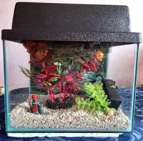 SMALL FISH TANK