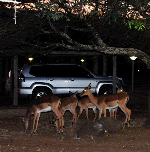 Manyane Resort in Pilanesberg 09 Nov - 13 Nov 2015