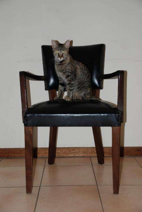 Imbuia & black vinyl chair - Please read shipping instructions