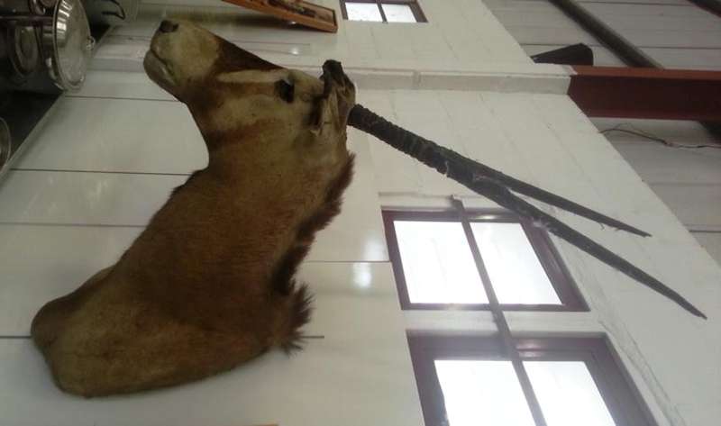 Gemsbok mounted head at a CRAZY R1 start! Cape Town Only. Please read text
