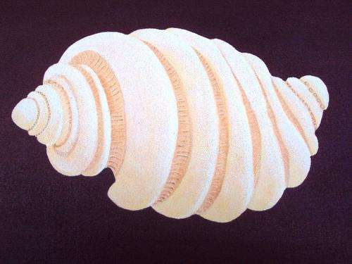 Rock Shell on canvass