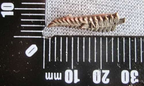 NZ Badge