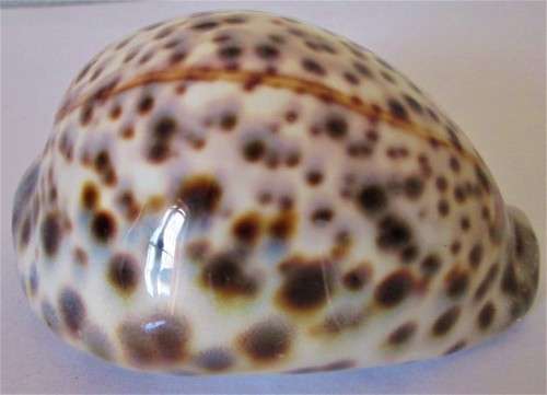 COWRIE SEA SHELL - S6