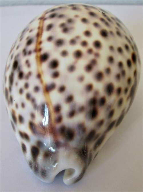 COWRIE SEA SHELL - S6