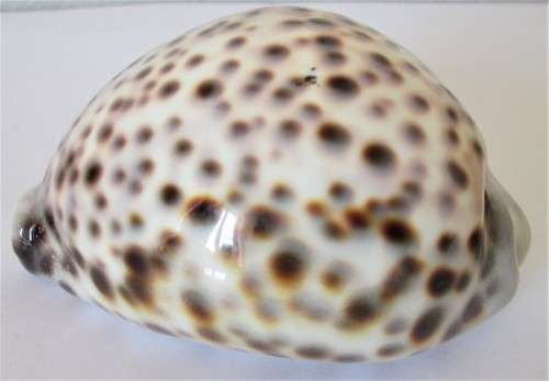 COWRIE SEA SHELL - S6