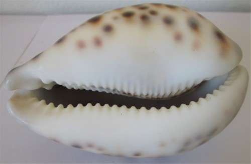 COWRIE SEA SHELL - S6
