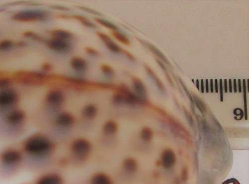 COWRIE SEA SHELL - S6