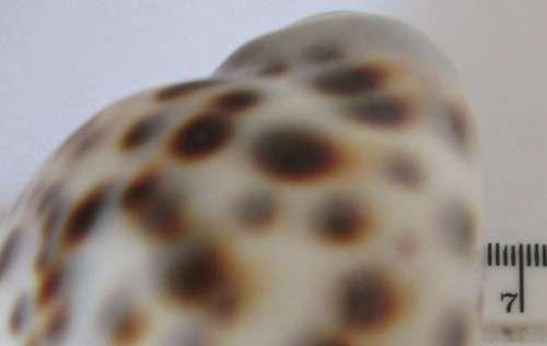 COWRIE SEA SHELL - S6