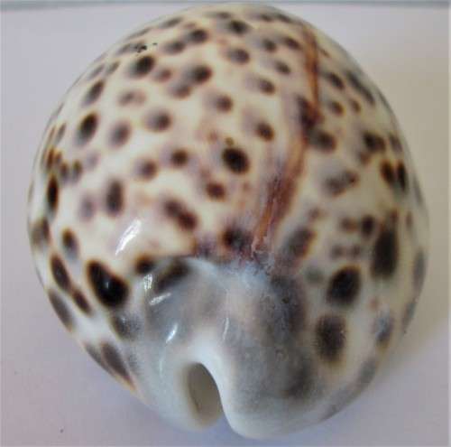 COWRIE SEA SHELL -S9