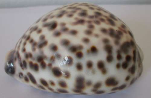 COWRIE SEA SHELL -S9