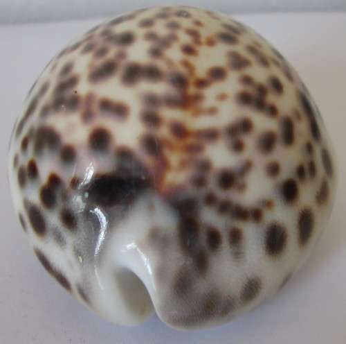 COWRIE SEA SHELL -S9