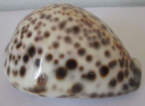 COWRIE SEA SHELL -S9
