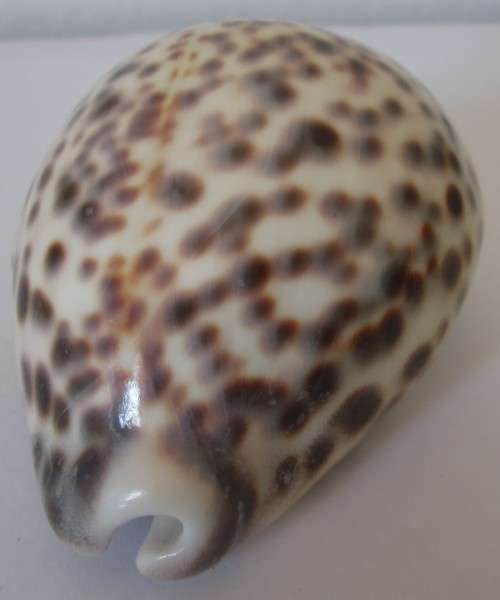 COWRIE SEA SHELL -S9
