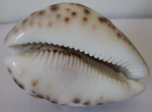 COWRIE SEA SHELL -S9