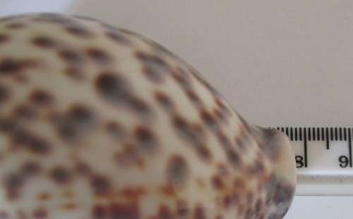 COWRIE SEA SHELL -S9