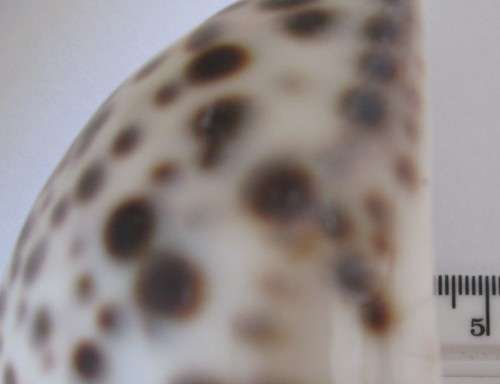 COWRIE SEA SHELL -S9