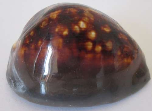 COWRIE SEA SHELL - S10
