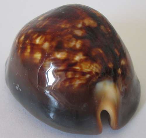 COWRIE SEA SHELL - S10