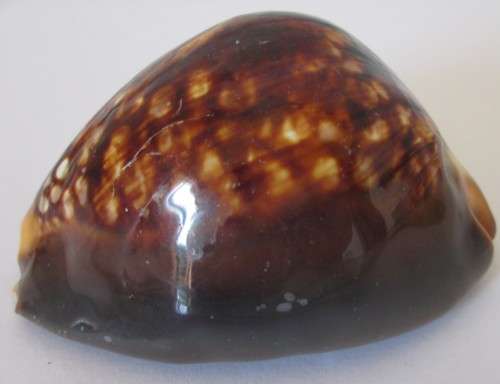 COWRIE SEA SHELL - S10