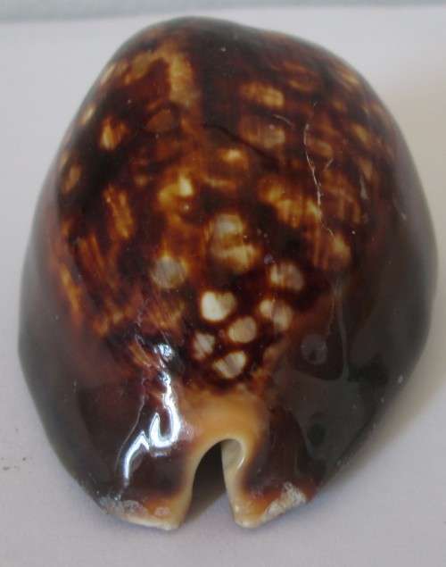 COWRIE SEA SHELL - S10