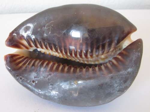 COWRIE SEA SHELL - S10