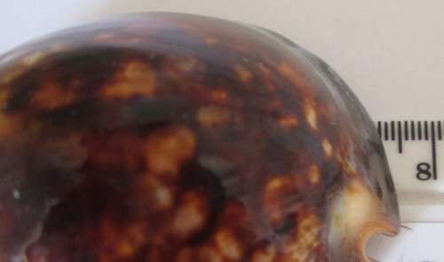 COWRIE SEA SHELL - S10