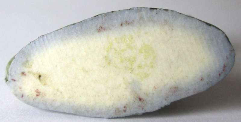 Setter 1967 - 1973 Wade English Whimsies