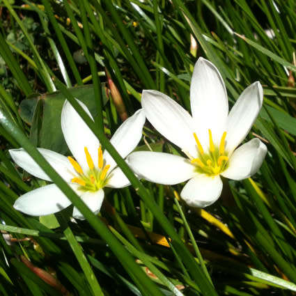 ZEPHARANTHES CANDIDA - RAIN LILY - Evergreen 25 BULBS