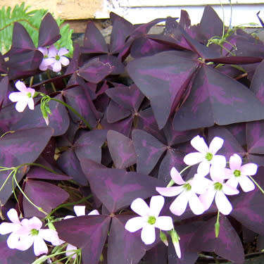 OXALIS TRIANGULARIS ATROPURPUREA BULBS