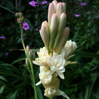 POLYANTHUS TUBEROSA BULBS - FLOWERING SIZED, PRICE PER BULB