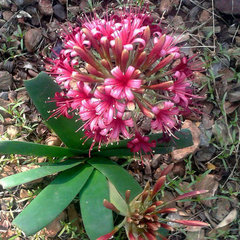 * AMMOCHARIS CORANICA BULBS *  LARGE MATURE BULBS