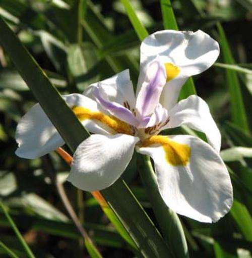 Dietes grandiflora 25 seeds (wild iris/indigenous)